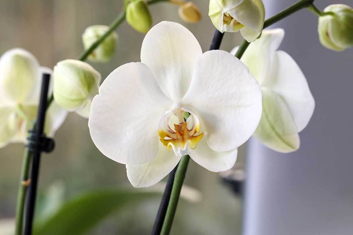 A close up horizontal image of a white Phalaenopsis flower pictured on a soft focus background.