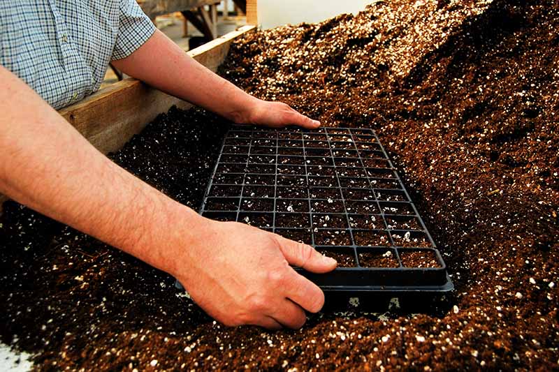 A close up horizontal image of a gardener filling a seed starting tray with potting mix.