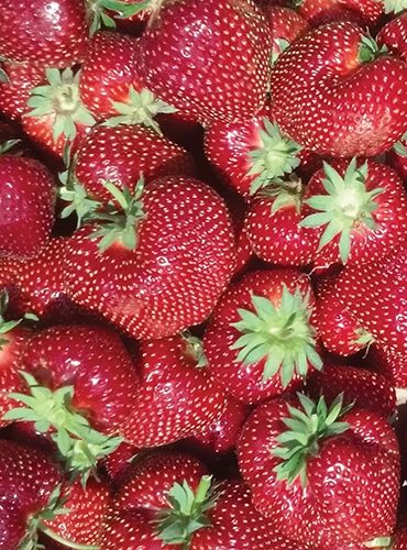 A close up of a large pile of 'Flavorfest' strawberries.
