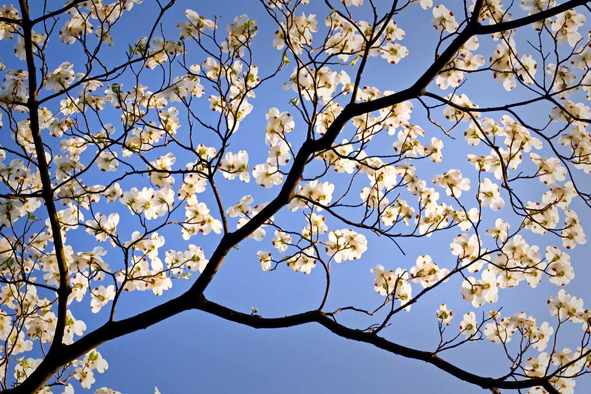 A horizontal image of the branches and blooms of a flowering dogwood tree pictured on a blue sky background.