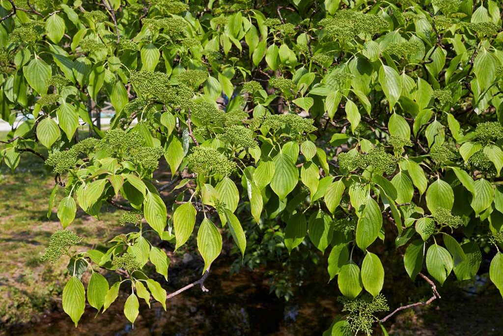 Puga Tree How to Grow and Care for Pagoda Dogwood Trees
