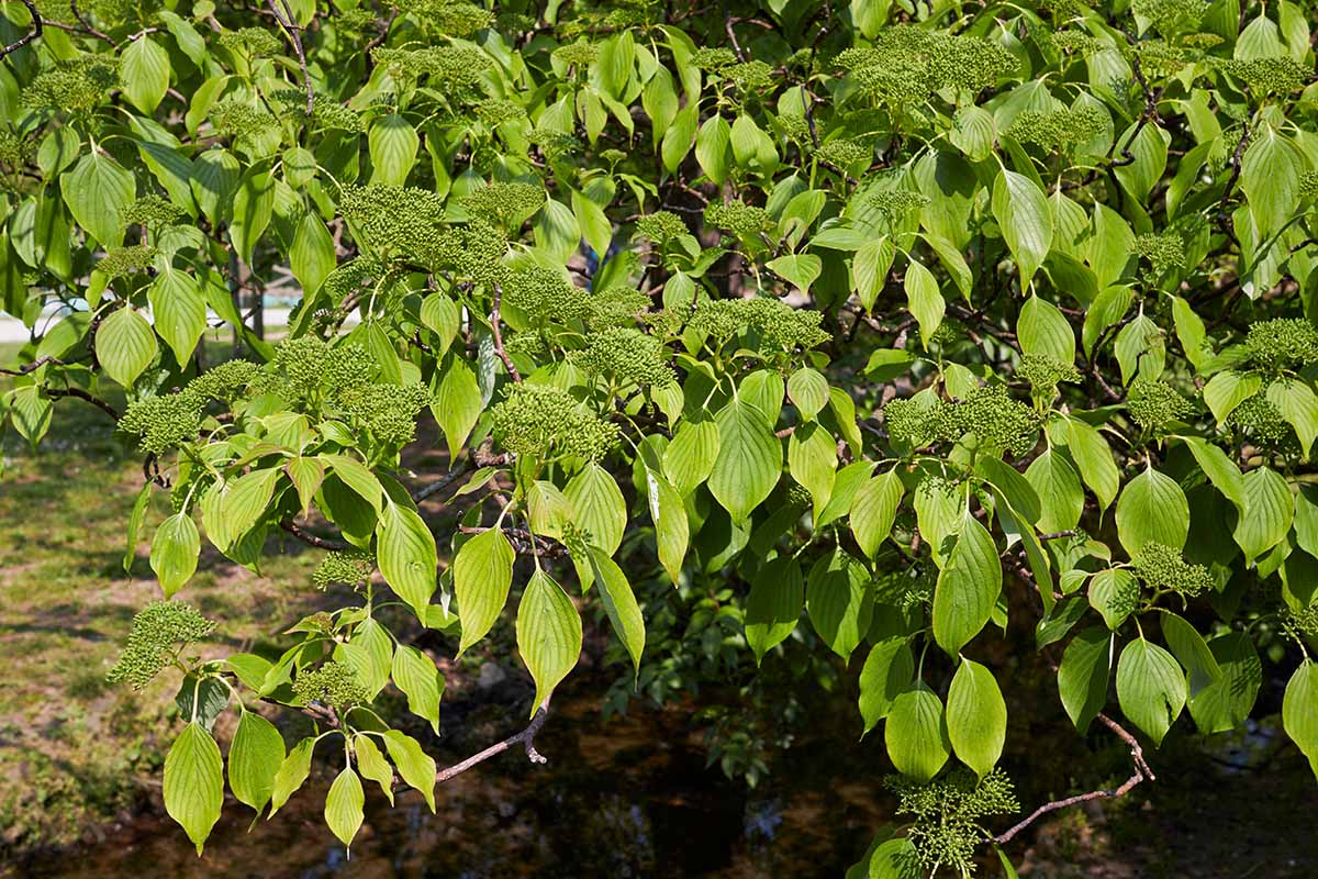 A close up horizontal image of the flowers and foliage of a Cornus alternifolia tree growing in the garden.