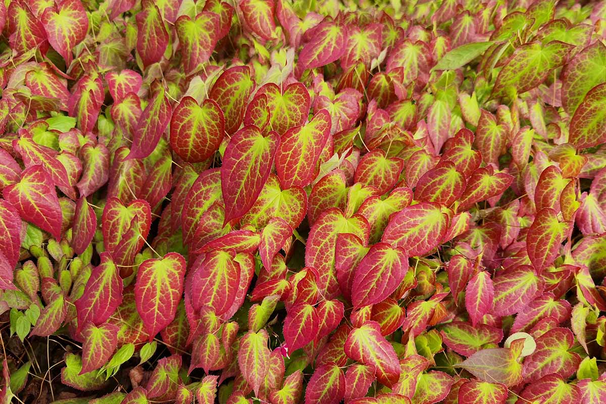A close up horizontal image of the red and greenish-yellow foliage of red barrenwort growing in the garden.