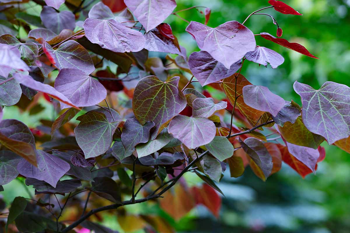 A close up horizontal image of the deep purple foliage of 'Forest Pansy' redbud tree growing in the garden pictured on a soft focus background.