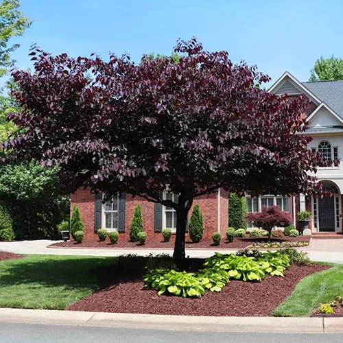 A square image of a Cercis 'Forest Pansy' redbud tree with dark foliage, growing in a formal border outside a McMansion.
