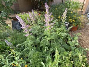 How to Create a Fragrant Garden Plan Gardener’s Path
