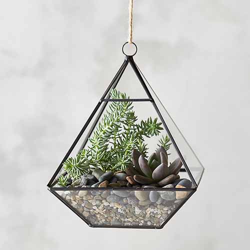 A close up square image of a metal and glass hanging terrarium for growing air plants and succulents.