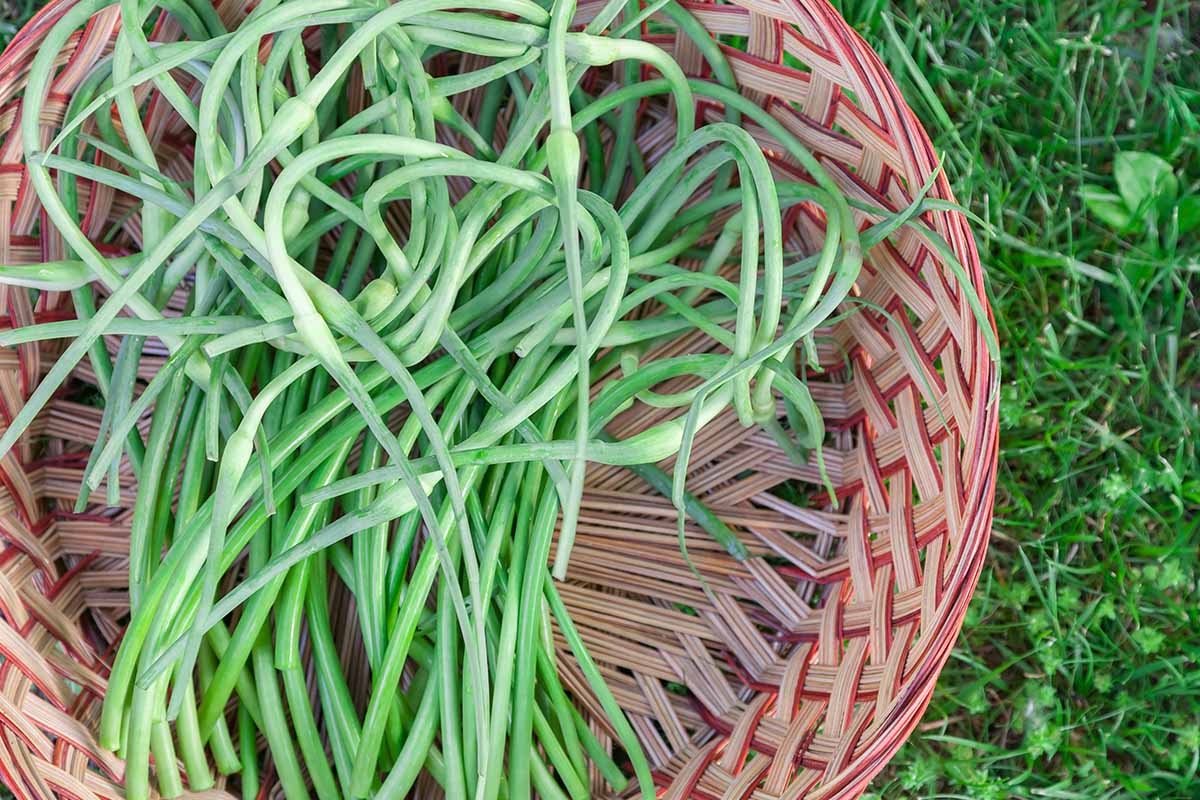 A close up horizontal image of freshly harvested garlic scapes in a wicker basket set on a lawn.