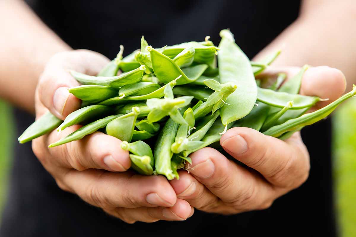 A close up horizontal image of two cupped hands holding a pile of freshly harvested 'Oregon Sugar Pod II' peas pictured on a soft focus background.