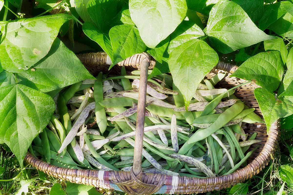 A close up horizontal image of a basket of freshly harvested beans set on the ground in the garden pictured in bright sunshine.