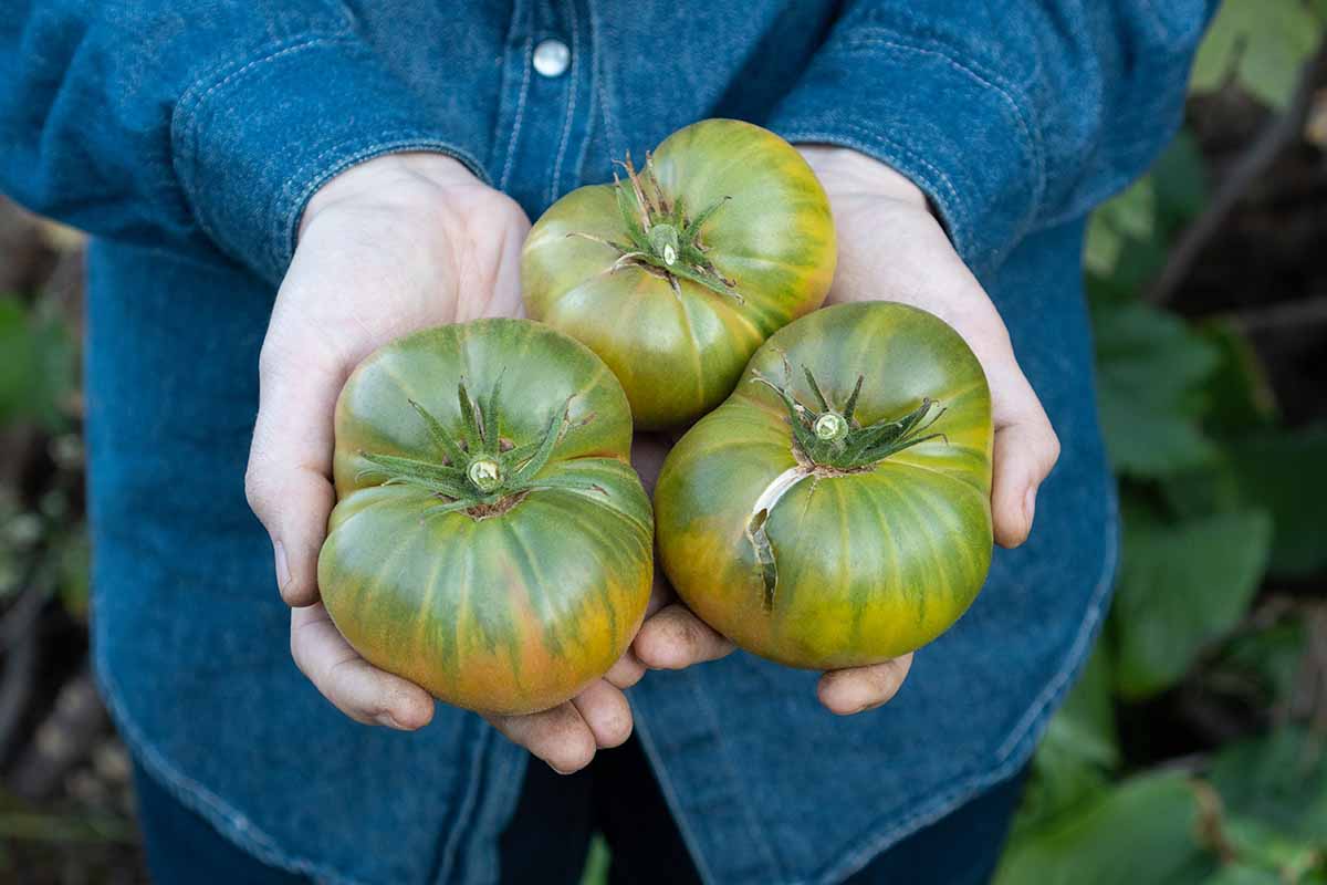 A horizontal image of a gardener holding three green and yellow striped tomatoes, freshly harvested from the garden.