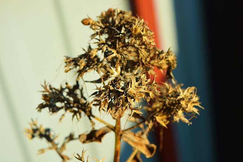 A close up of a dried phlox seed head pictured in autumn sunshine.