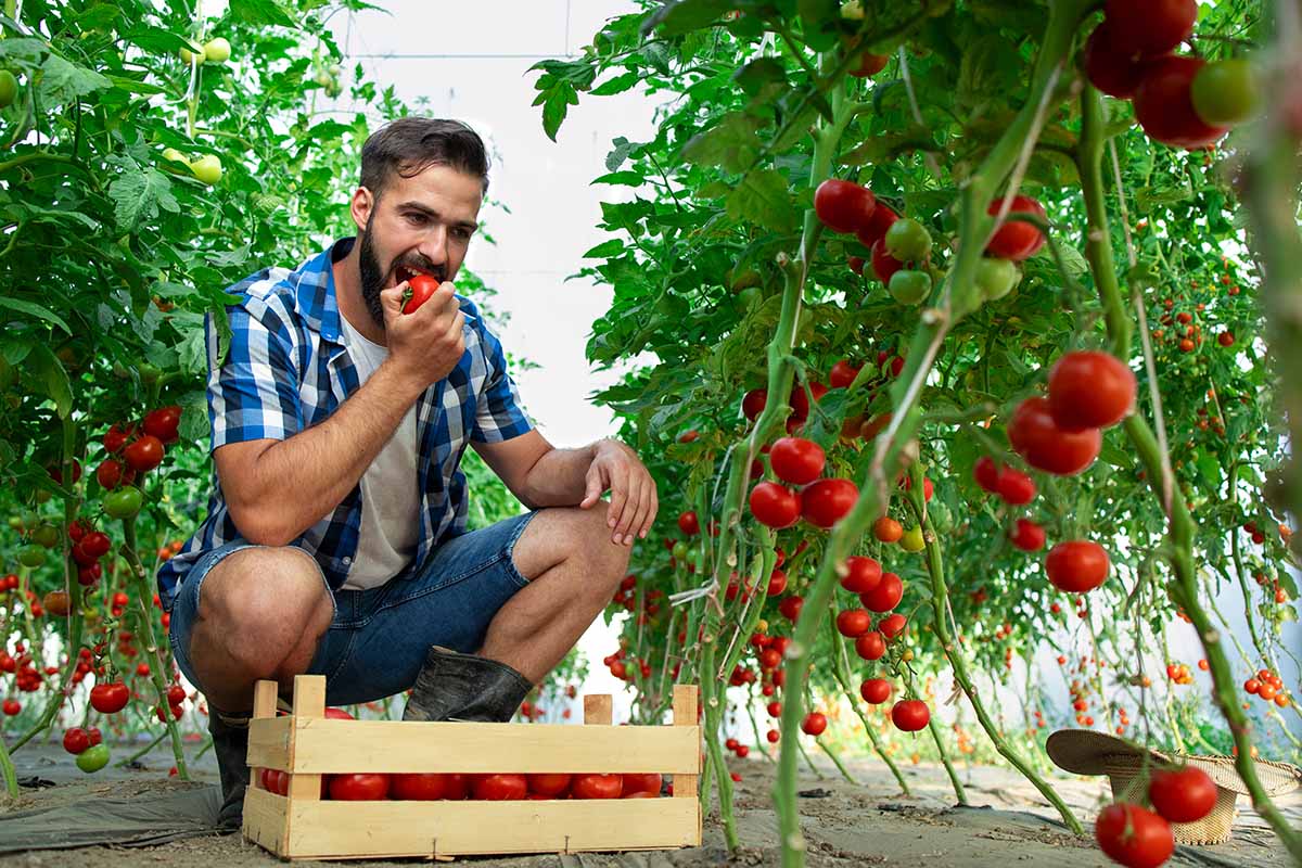 A horizontal image of a gardener harvesting tomatoes and taking a bite out of one of them.