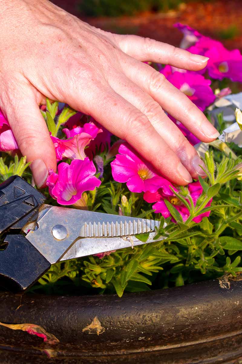 A close up vertical image of a gardener's hand holding a pair of secateurs pruning petunia plants.