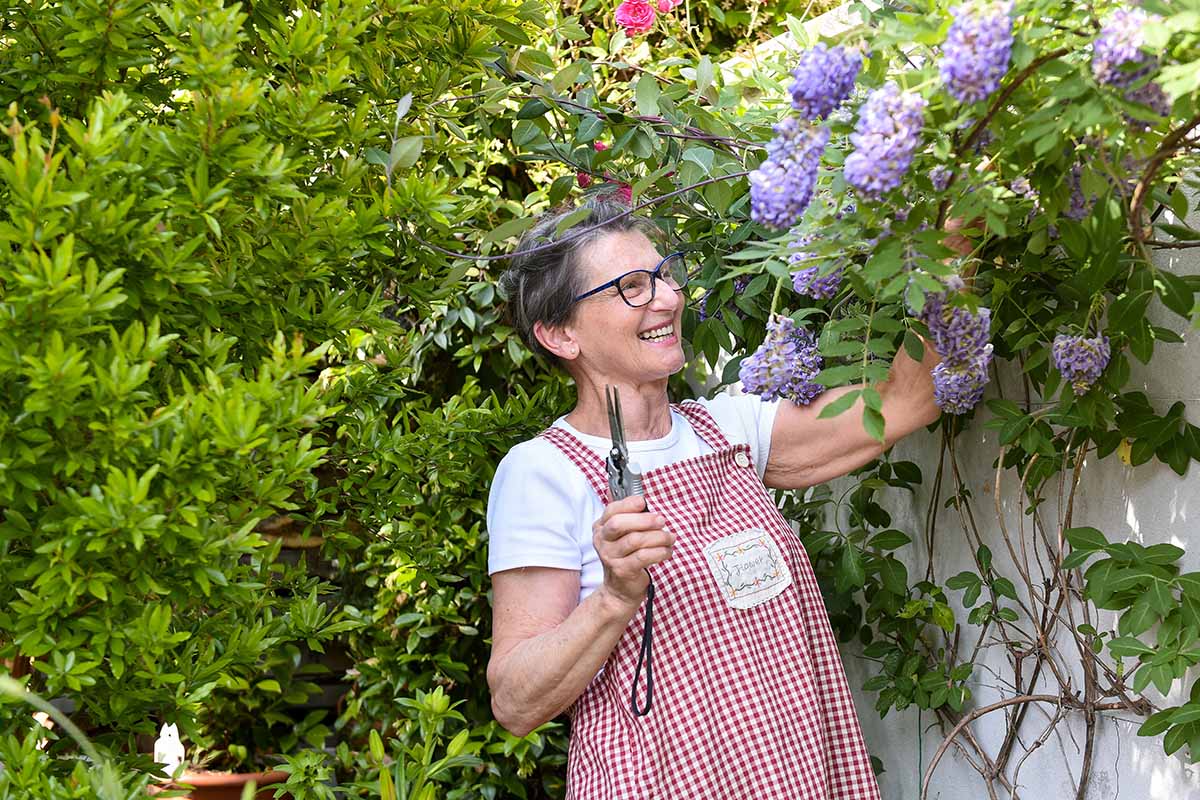 A horizontal image of a gardener in a red checked gingham frock looking mighty pleased with herself while she prunes wisteria.
