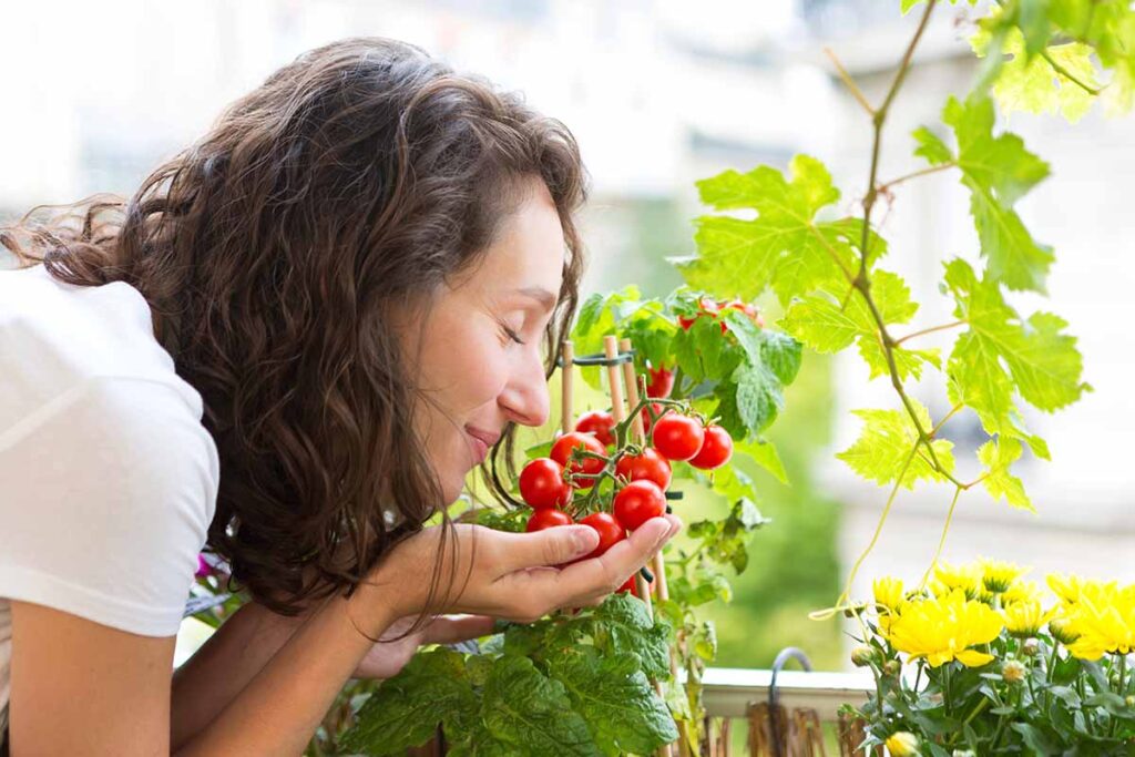 Sentient Tomato How Does Color Impact Tomato Flavor? | Gardener’s Path