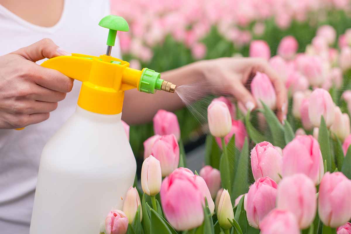 A close up horizontal image of a gardener spraying pink tulips.