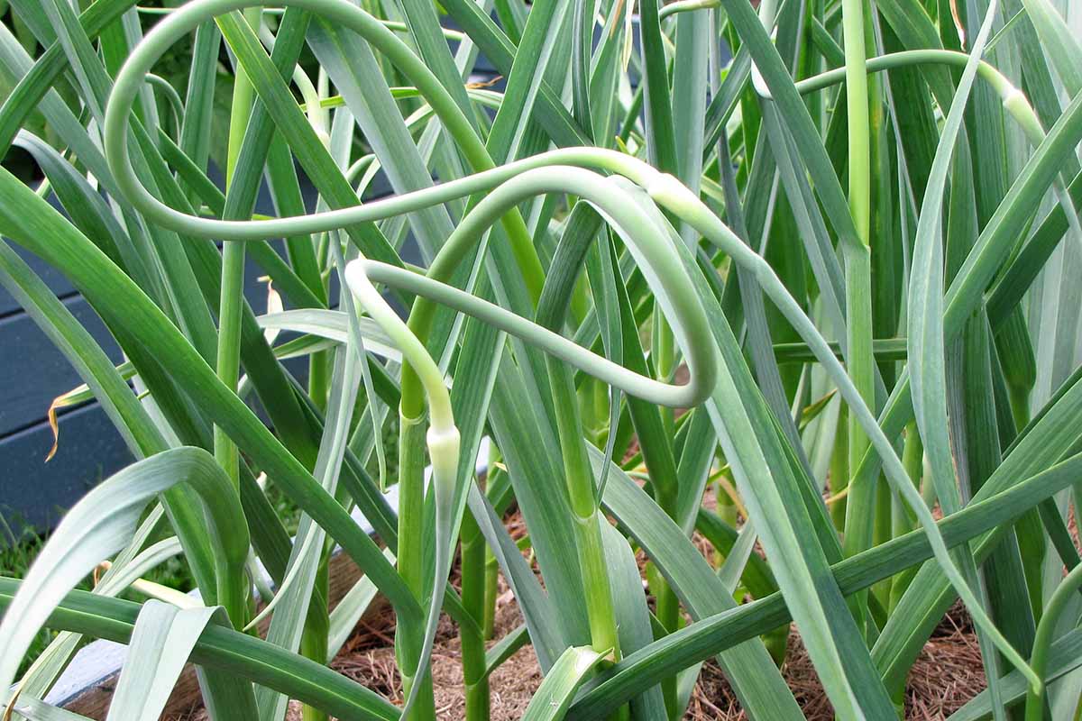 A close up horizontal image of the curling scapes of hardneck garlic growing in the garden.