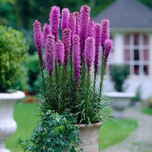 A close up square image of 'Gayfeather' blazing star flowers growing in a ceramic container outside a residence.