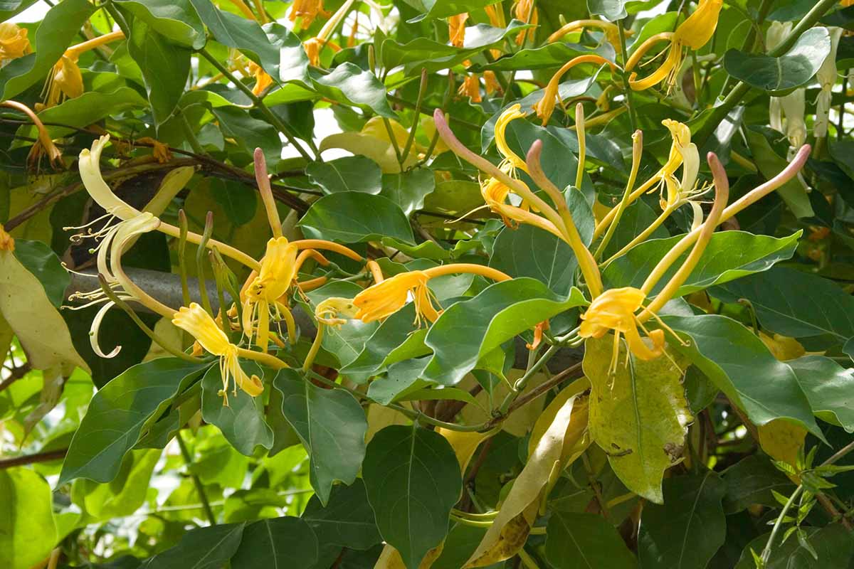 A close up of the flowers and foliage of giant Burmese honeysuckle (Lonicera hildebrandiana) growing in the garden.