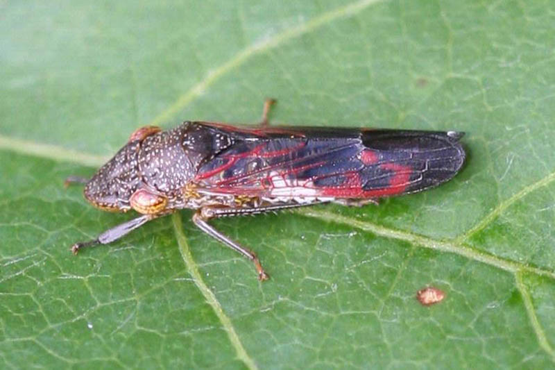 A close up horizontal image of a glassy-winged sharpshooter (Homalodisca vitripennis) insect resting on a leaf.