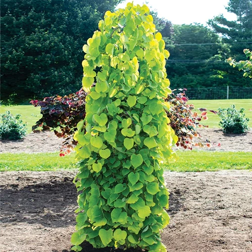 A square image of 'Golden Falls' redbud tree growing in the garden.