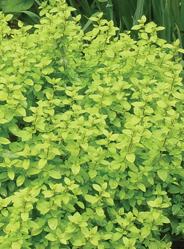 A close up vertical image of golden oregano growing in the garden.