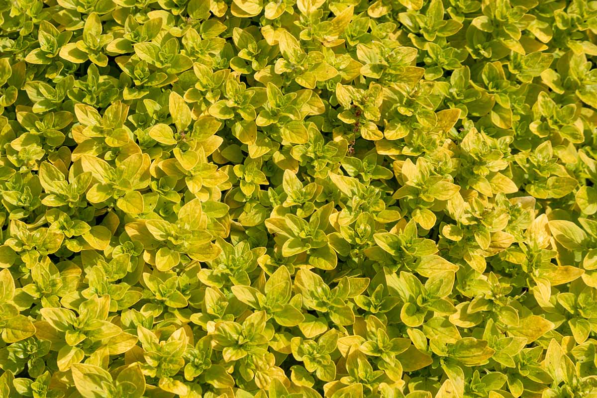 A close up horizontal image of the yellowish-green foliage of golden oregano growing in the garden.