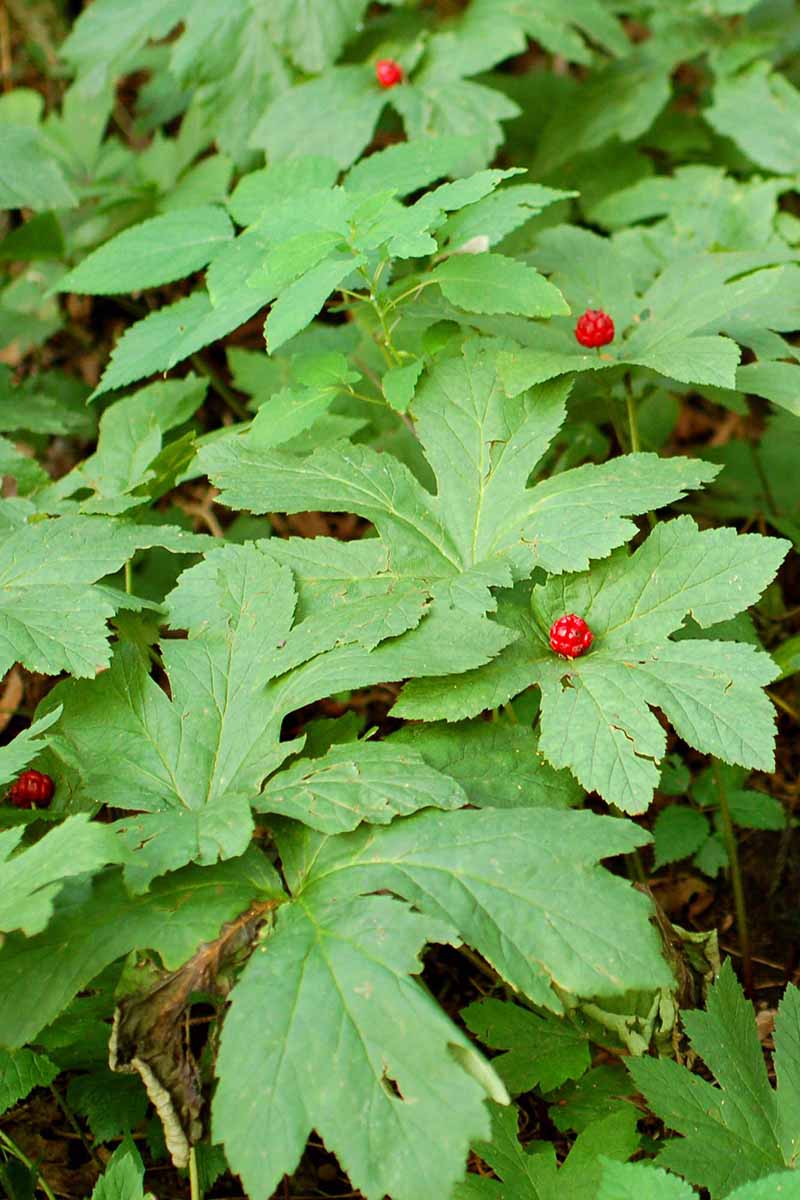 A close up vertical image of the foliage and bright red berries of goldenseal growing wild.