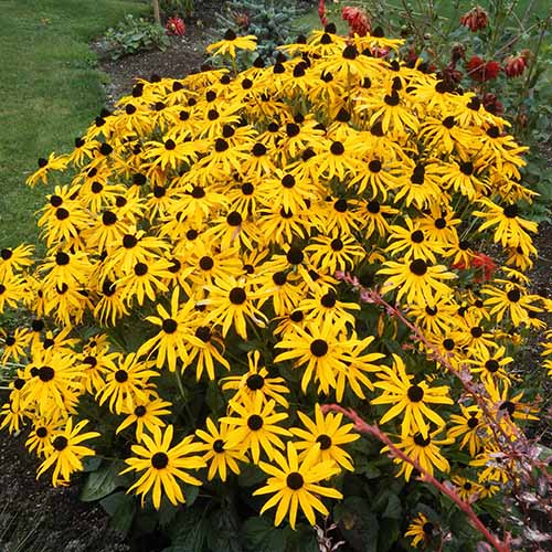 A square image of a clump of 'Goldsturm' black-eyed Susans growing in the garden.