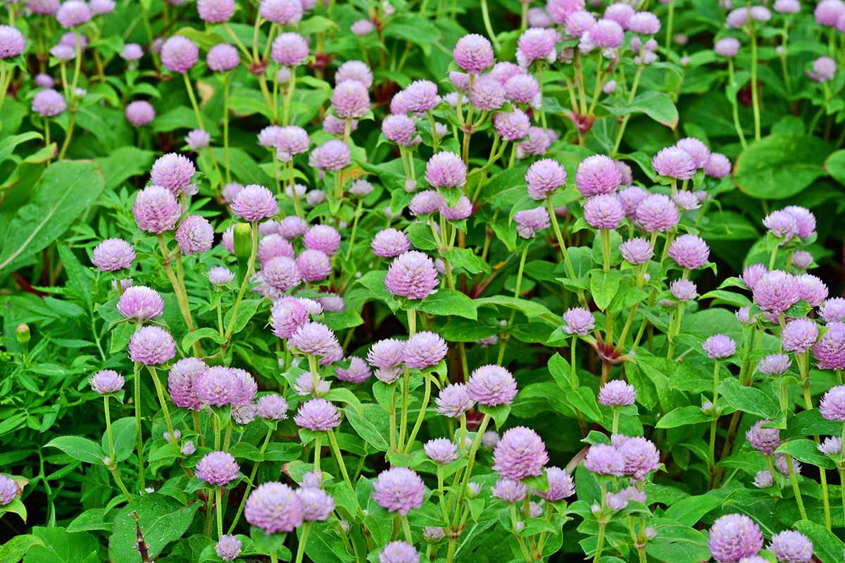 A close up horizontal image of purple gomphrena flowers growing in the garden.