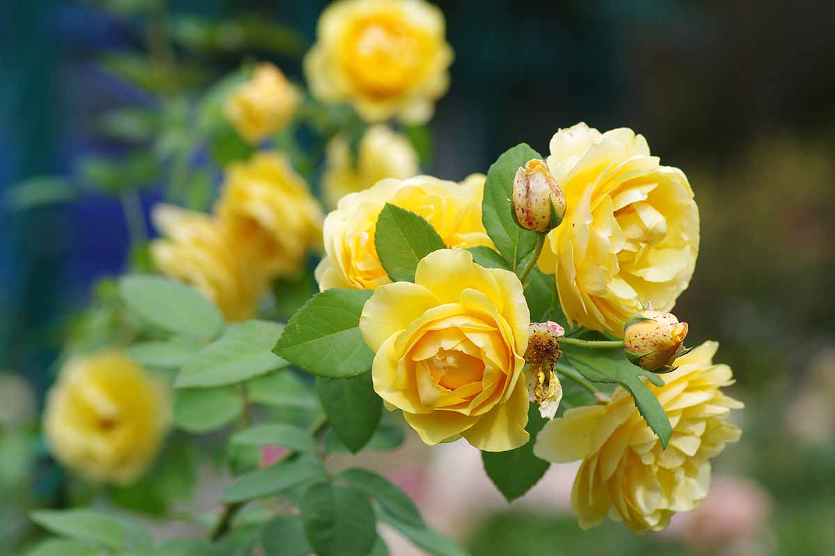 A close up horizontal image of yellow 'Graham Thomas' English roses growing in the garden pictured on a soft focus background.