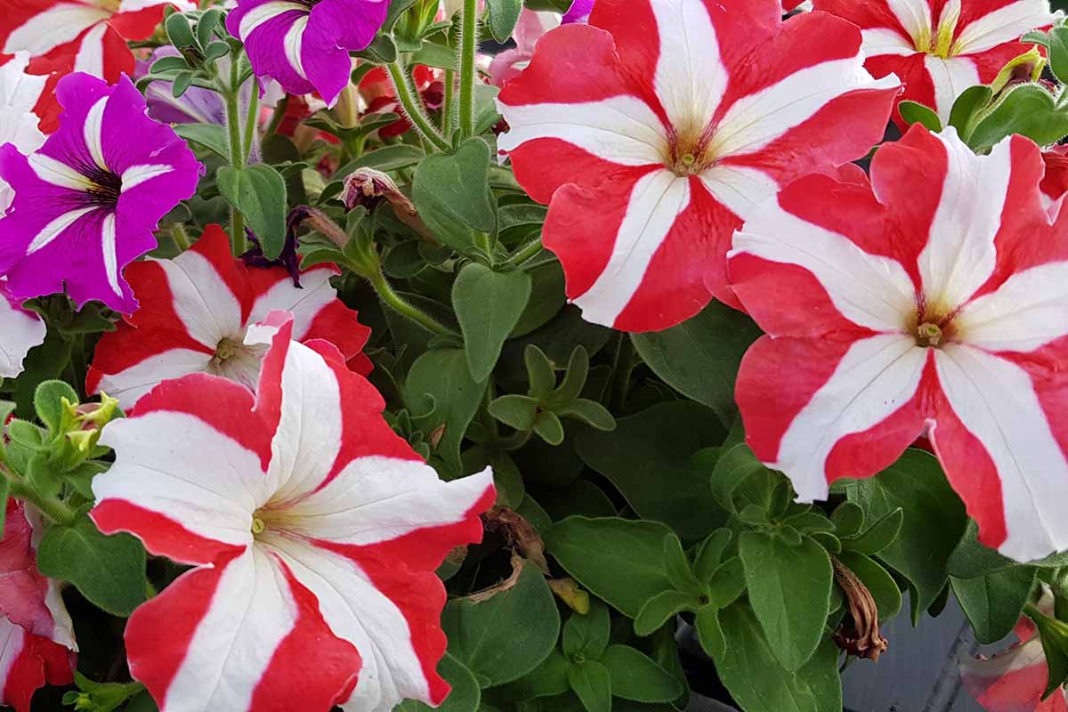 A close up horizontal image of white and red bicolored grandiflora petunias growing in the garden.