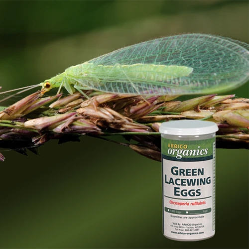 A square image of a lacewing on a plant pictured on a soft focus green background. To the bottom right of the frame is a bottle of green lacewing eggs.