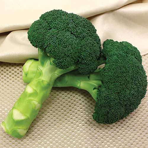 A close up of 'Green Magic' broccoli set on a fabric surface.