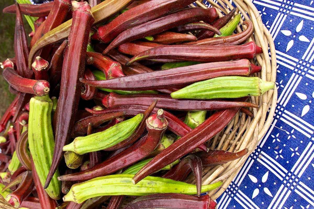 A close up horizontal image of a wicker basket filled with freshly harvested red and green okra.