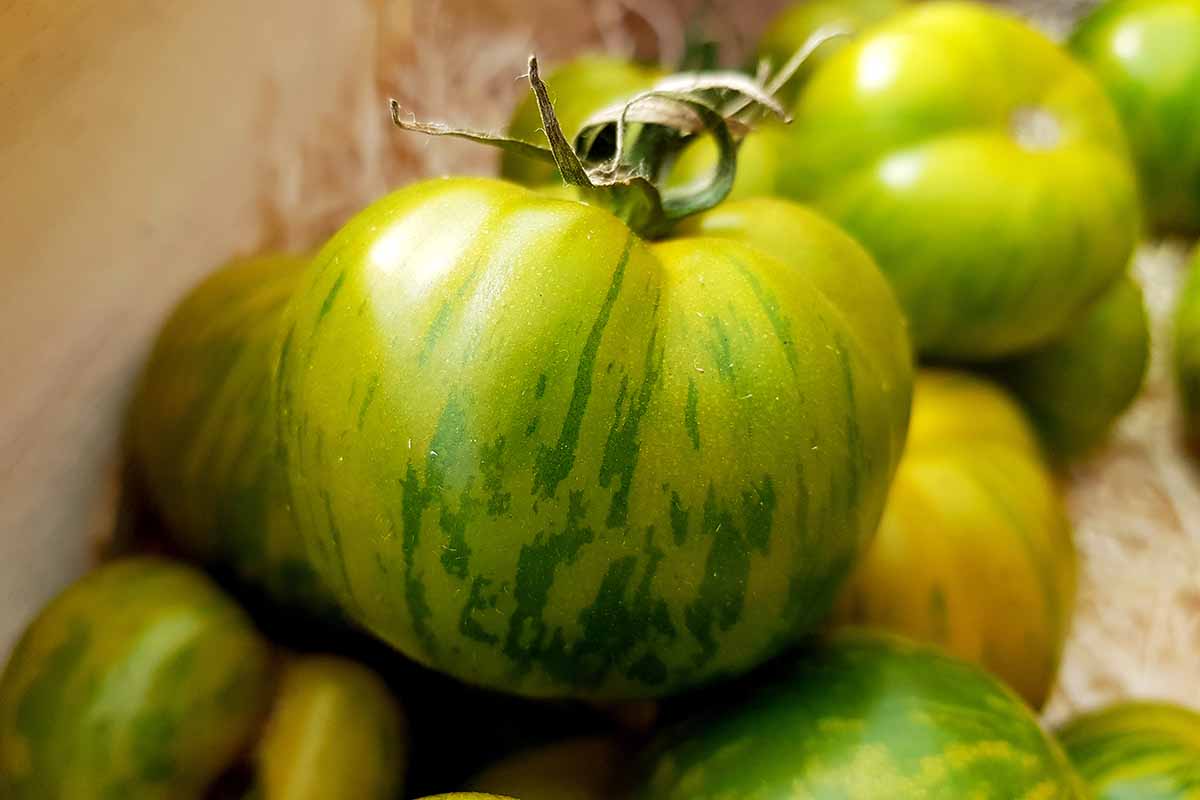 A close up horizontal image of green and yellow striped tomatoes in a pile in a wooden box.