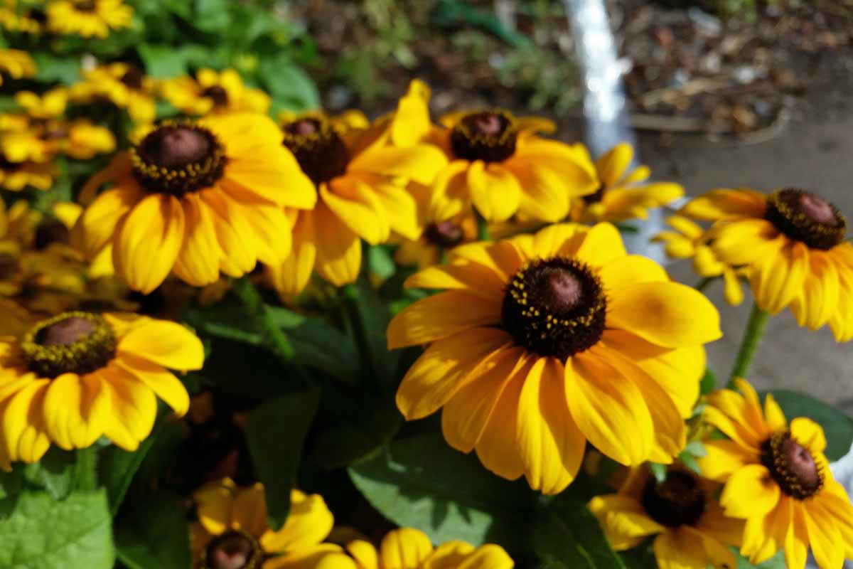 A close up horizontal image of yellow Rudbeckia hirta flowers growing in the garden pictured on a soft focus background.