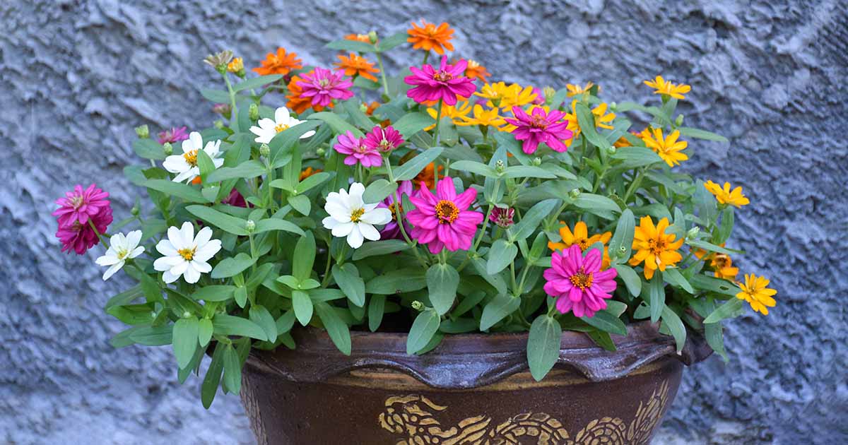 Image of Zinnia summer container plant