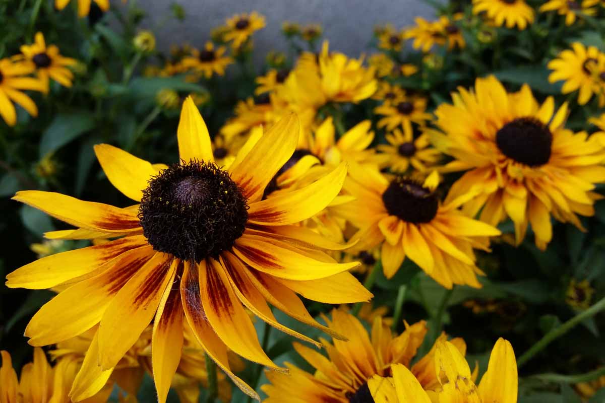 A close up horizontal image of Rudbeckia flowers growing in the garden.