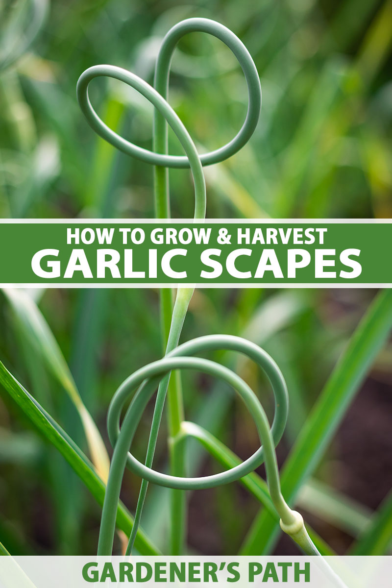 A close up vertical image of garlic scapes growing in the garden pictured on a soft focus background. To the center and bottom of the frame is green and white printed text.