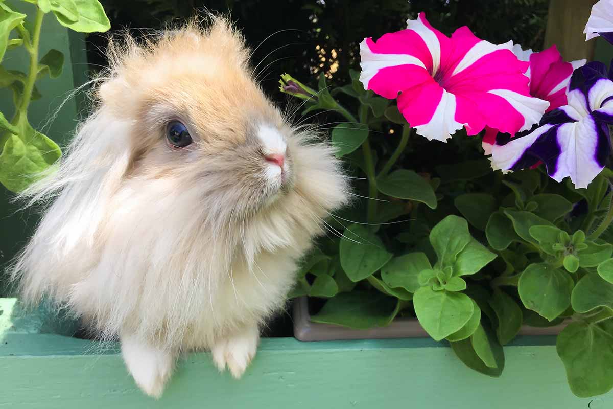 A close up horizontal image of a hairy rabbit in a window box filled with petunias.