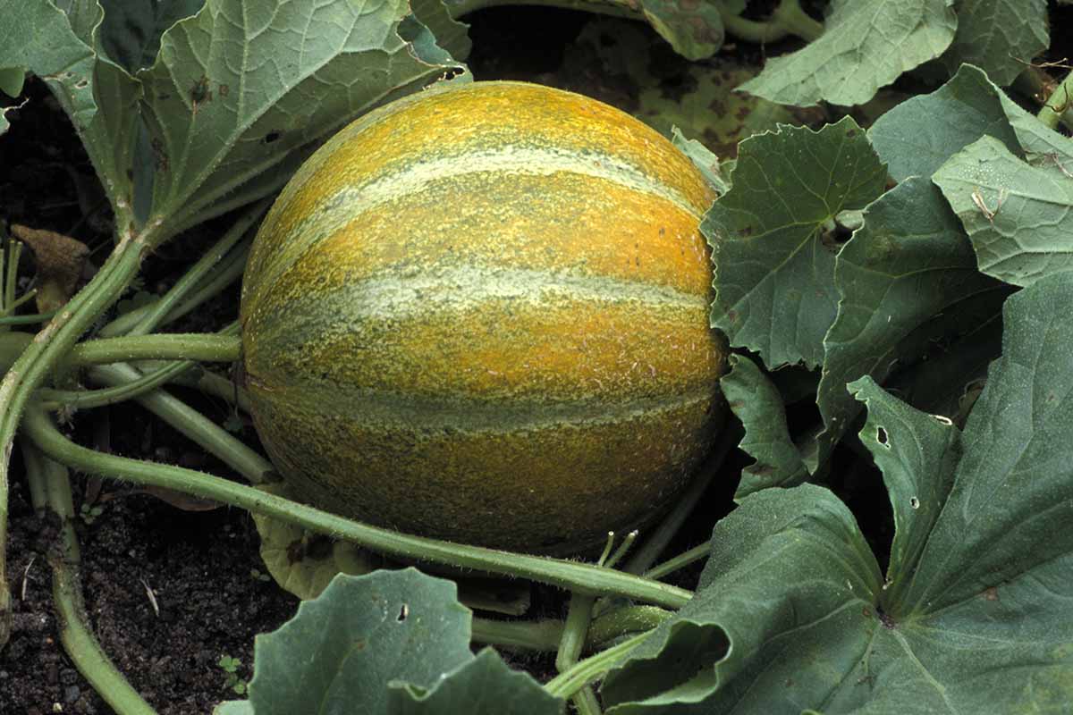 A close up horizontal image of a 'Ha Ogen' cantaloupe growing in the garden.