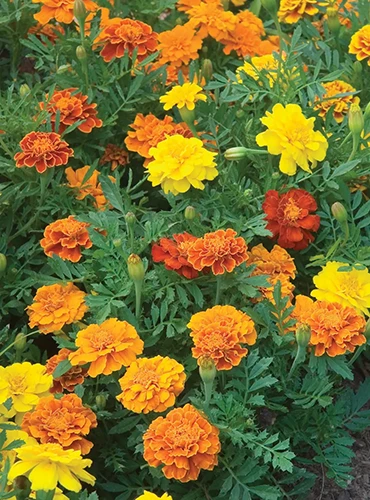 A close up of colorful marigolds growing in the garden.