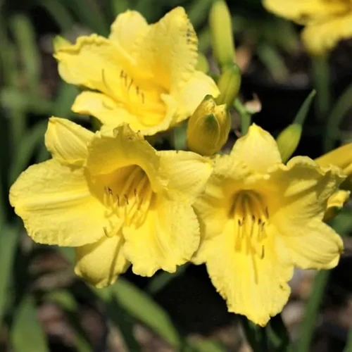 A square image of yellow 'Happy Returns' flowers pictured on a soft focus background.
