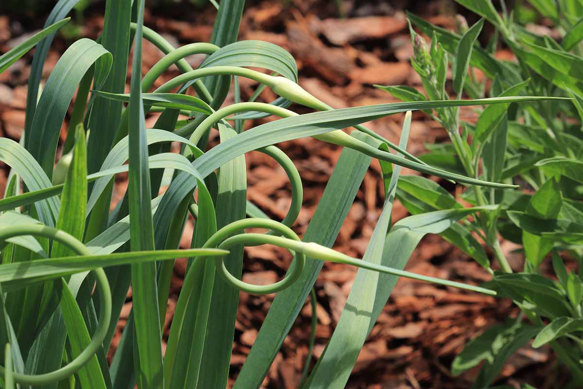 A close up horizontal image of stiffneck Allium sativum scapes with curling stalks growing in the garden.