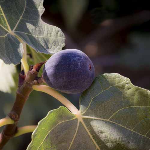 A close up of the fruit from a 'Chicago Hardy' fig tree. In the background are green leaves fading to soft focus.