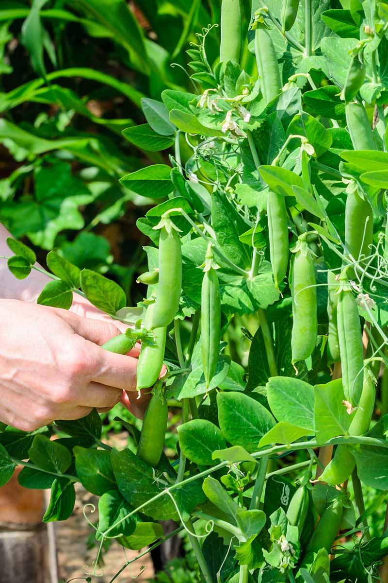 A close up vertical image of a gardener harvesting pea pods from a plant in the garden, pictured in bright sunshine.