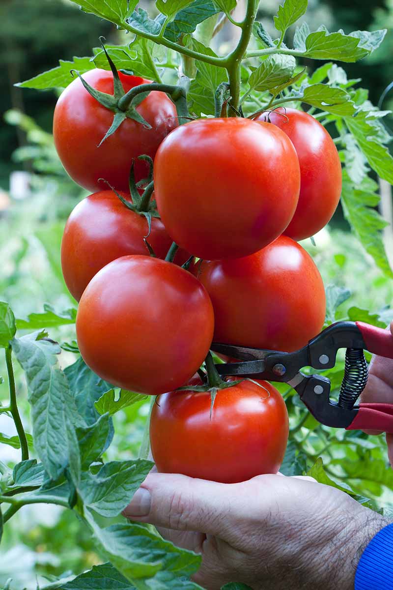 A close up vertical image of a gardener harvesting a bunch of bright red tomatoes from the vine.
