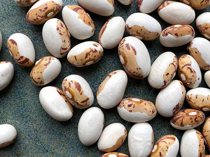 A close up of 'Hidatsa Shield' dry beans that are half white and half a mottled beige color on a formica countertop.